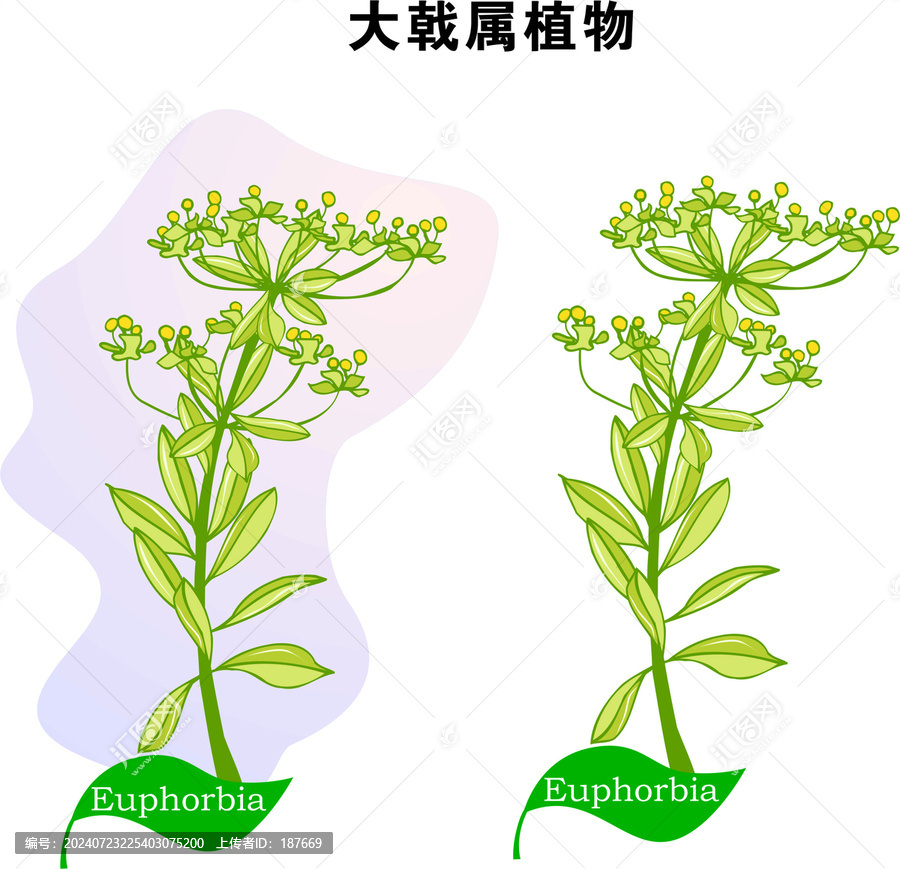手繪大戟屬植物