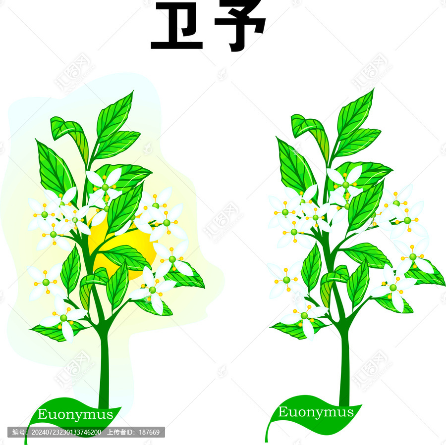 衛(wèi)予手繪植物