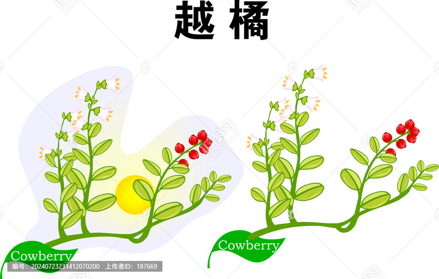 越橘手繪植物