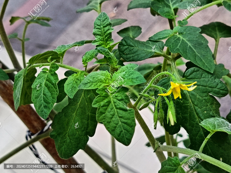 小番茄花苞