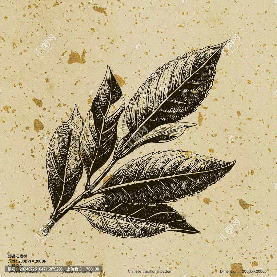 茶葉龍井綠茶新鮮茶葉