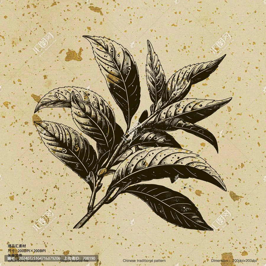 茶葉龍井綠茶新鮮茶葉