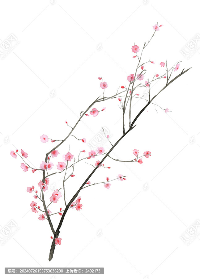紫葉李花