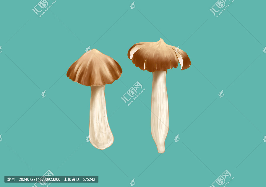 手繪雞樅菌