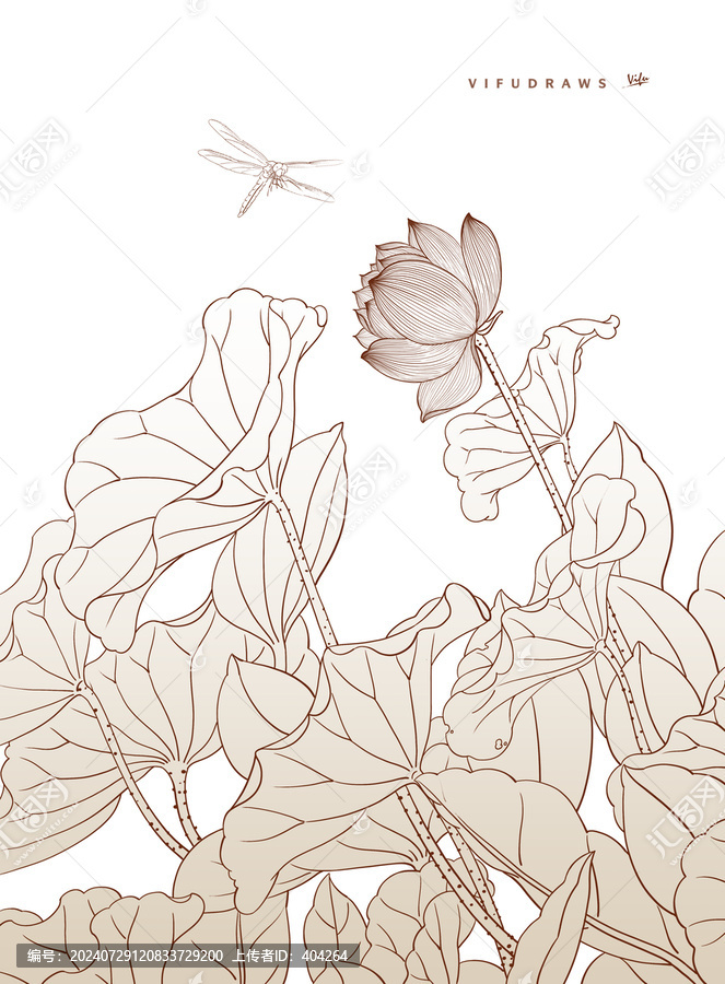 荷花線描