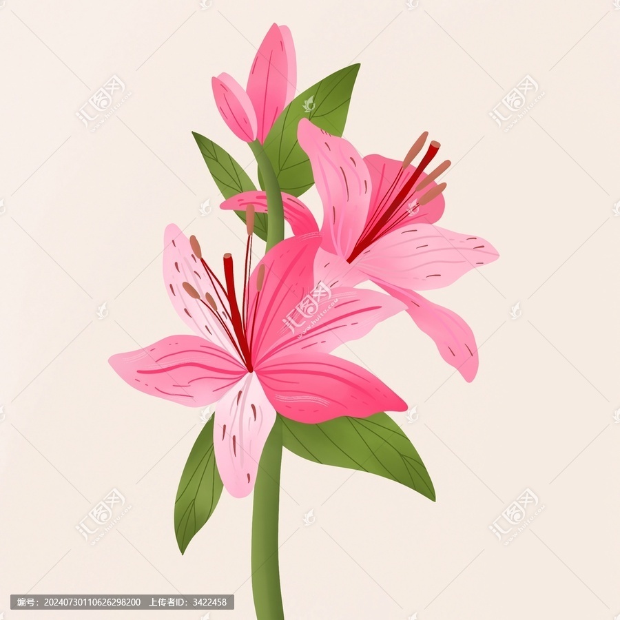 原創(chuàng)手繪小清新百合花插畫