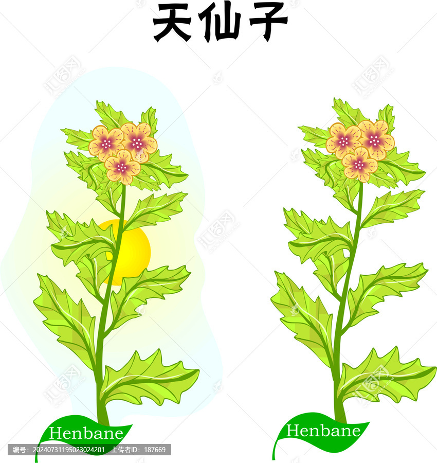 手繪天仙子