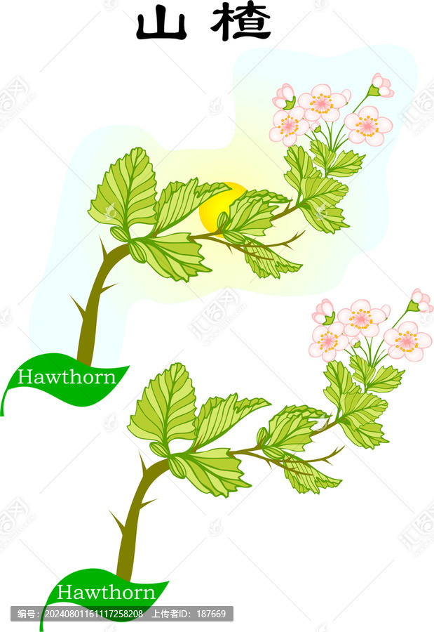 手繪花草綠植