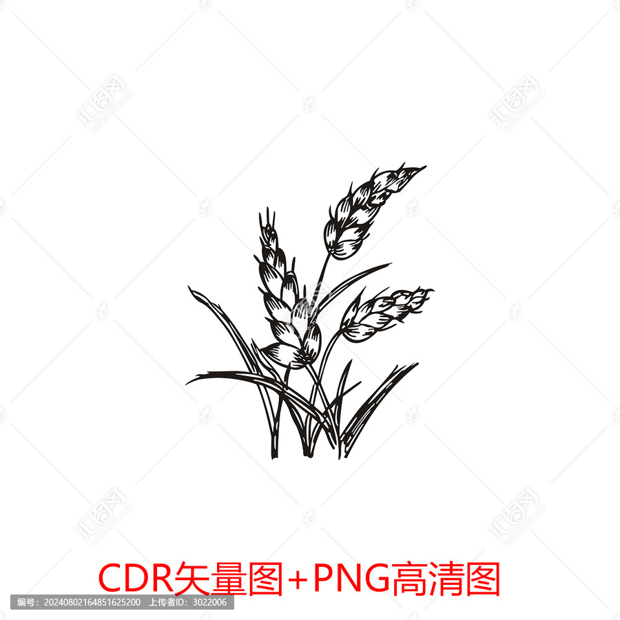 麥穗