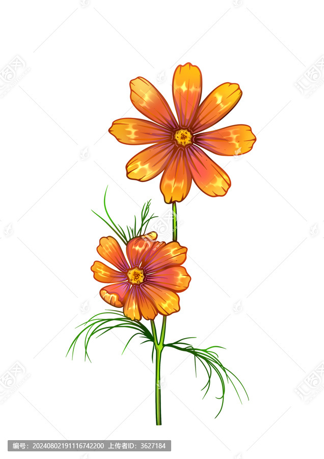 波斯菊