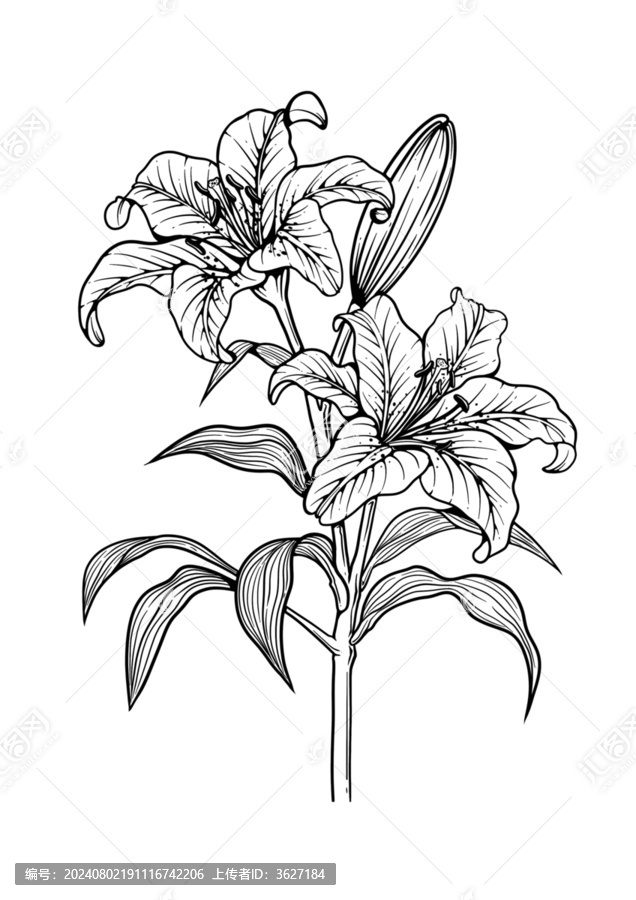 百合花