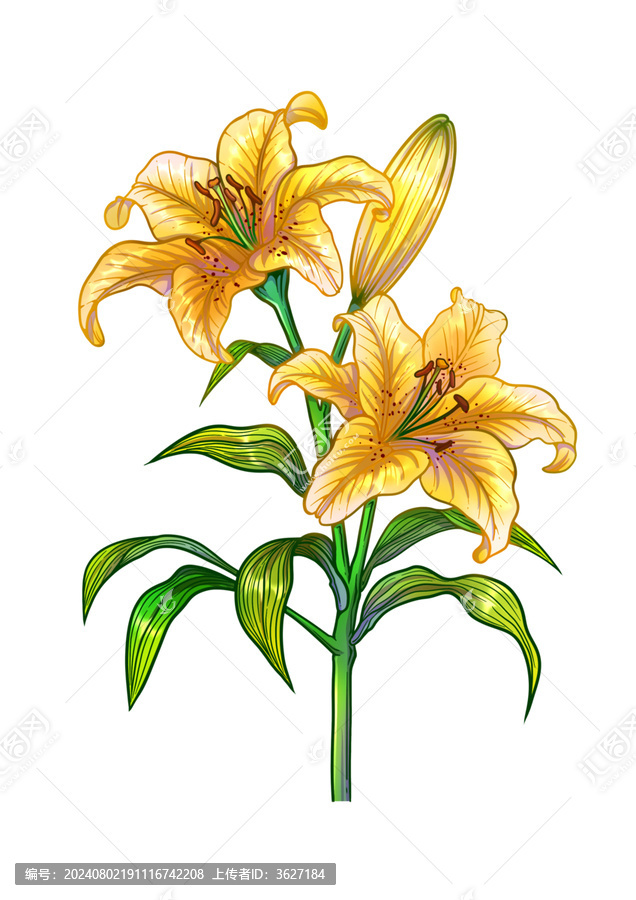 百合花