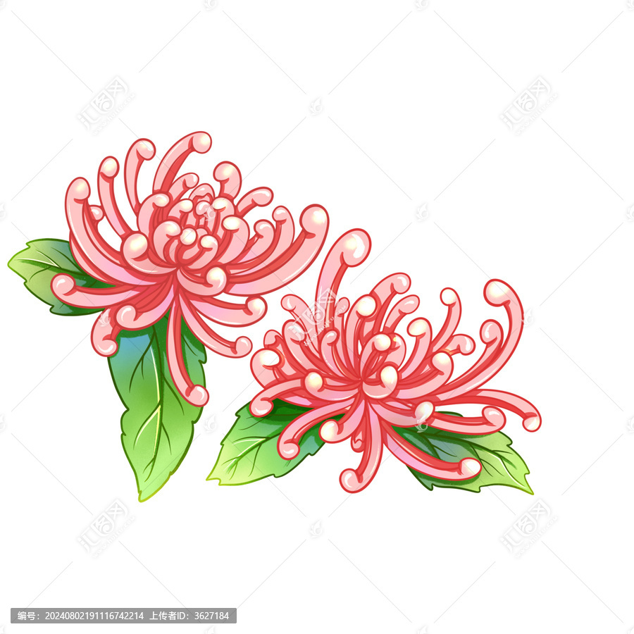 粉菊花