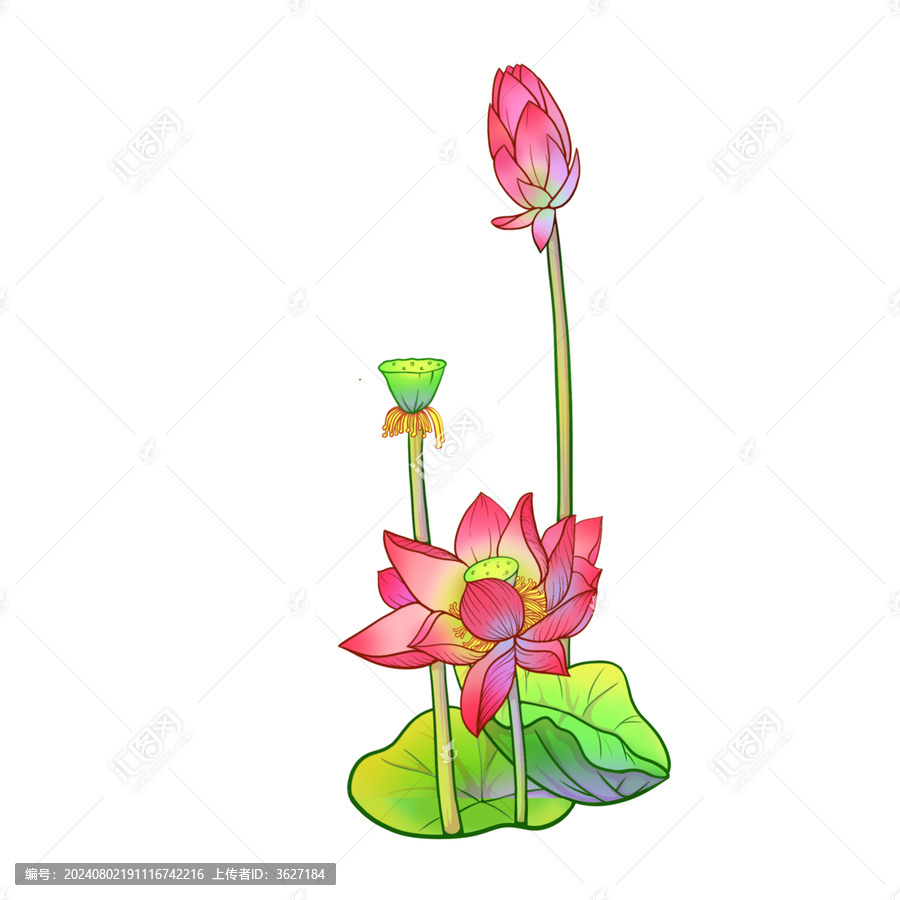 荷花