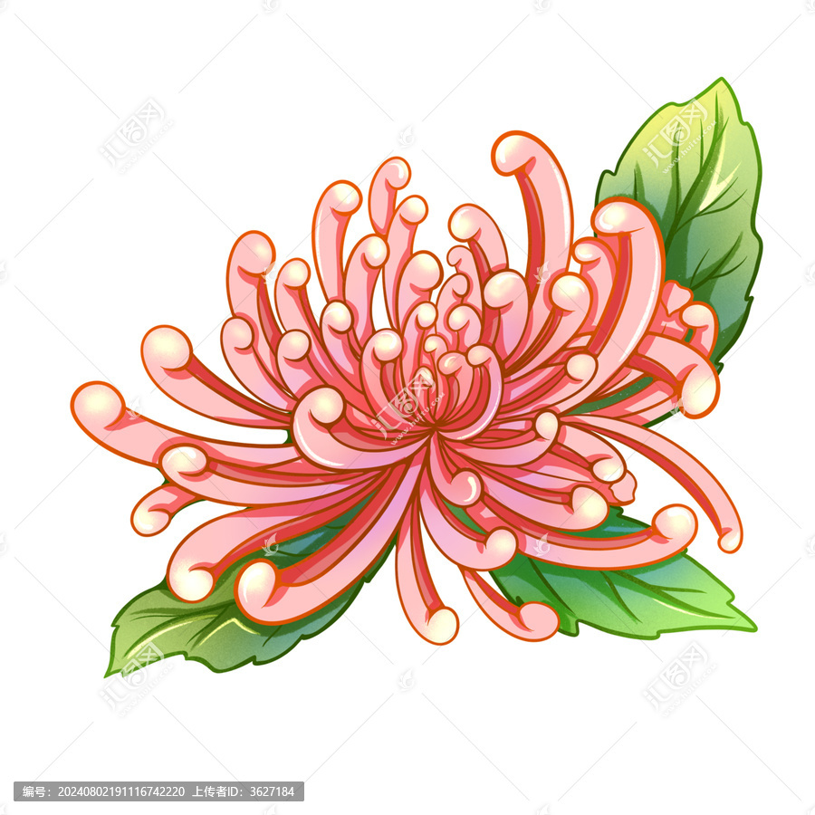 粉菊花