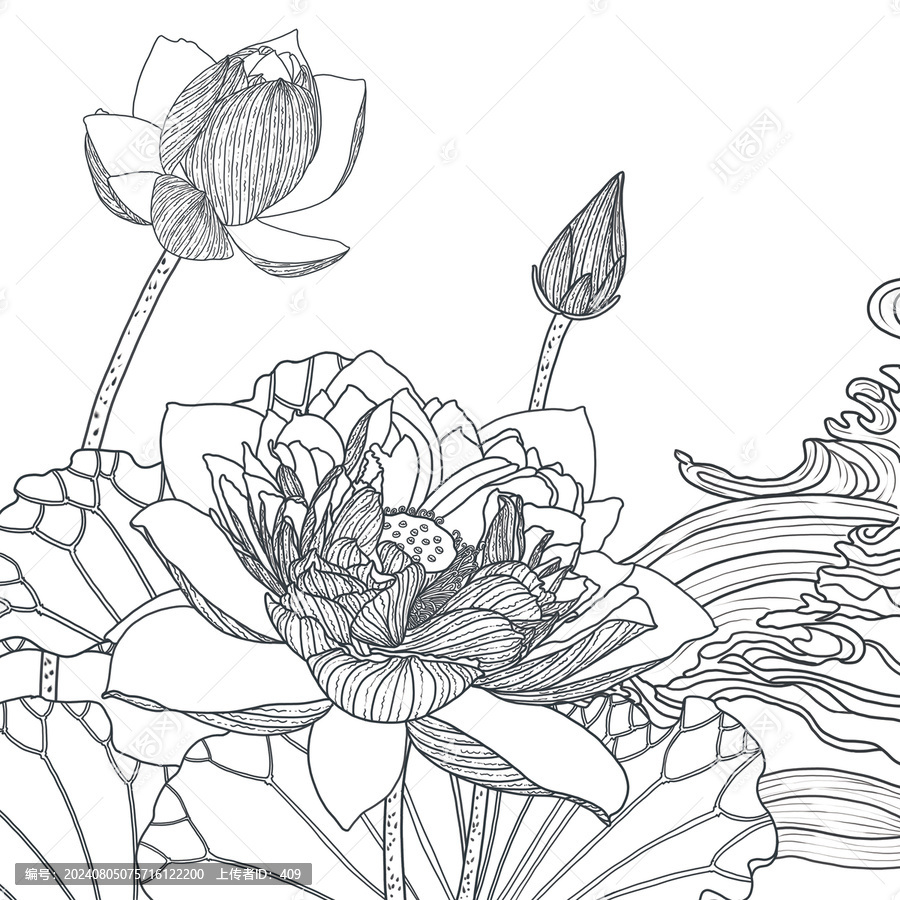 荷花白描稿