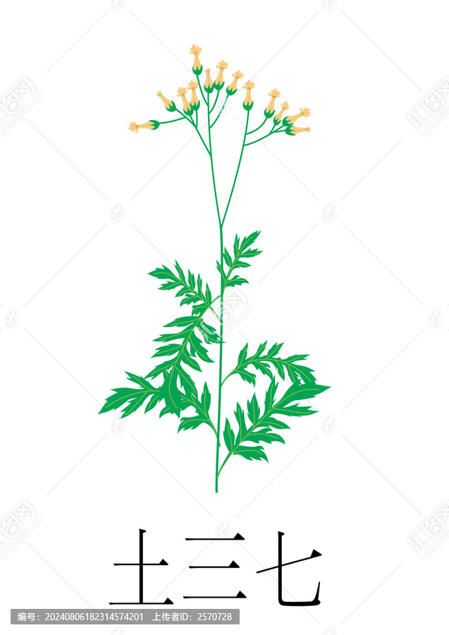 中草藥三七