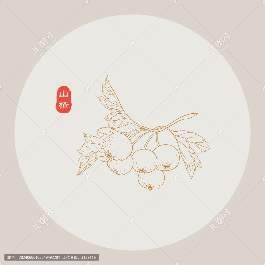 山楂線描