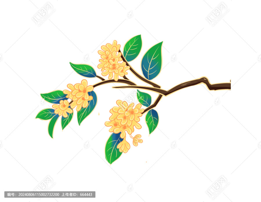 桂花插畫