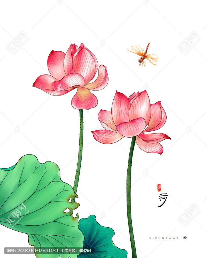 荷花插畫