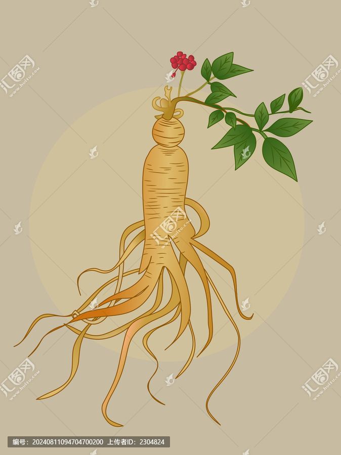 手繪中草藥植物人參插畫