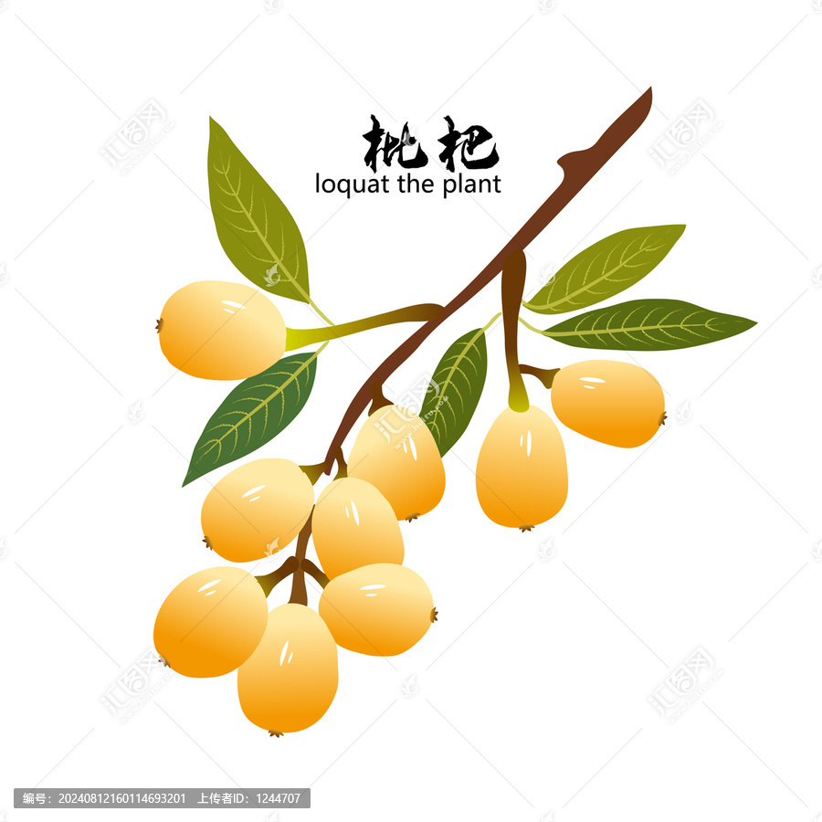 枇杷