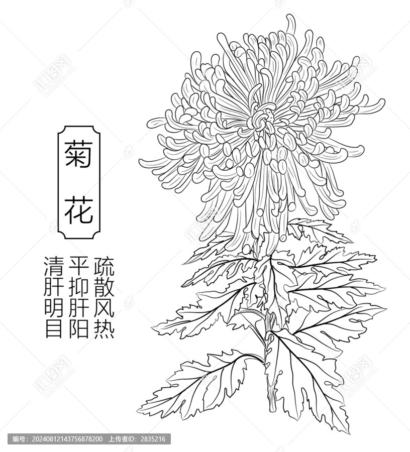 菊花線稿