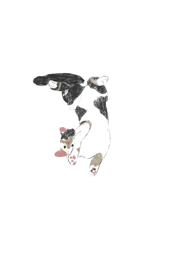 小貓伸懶腰