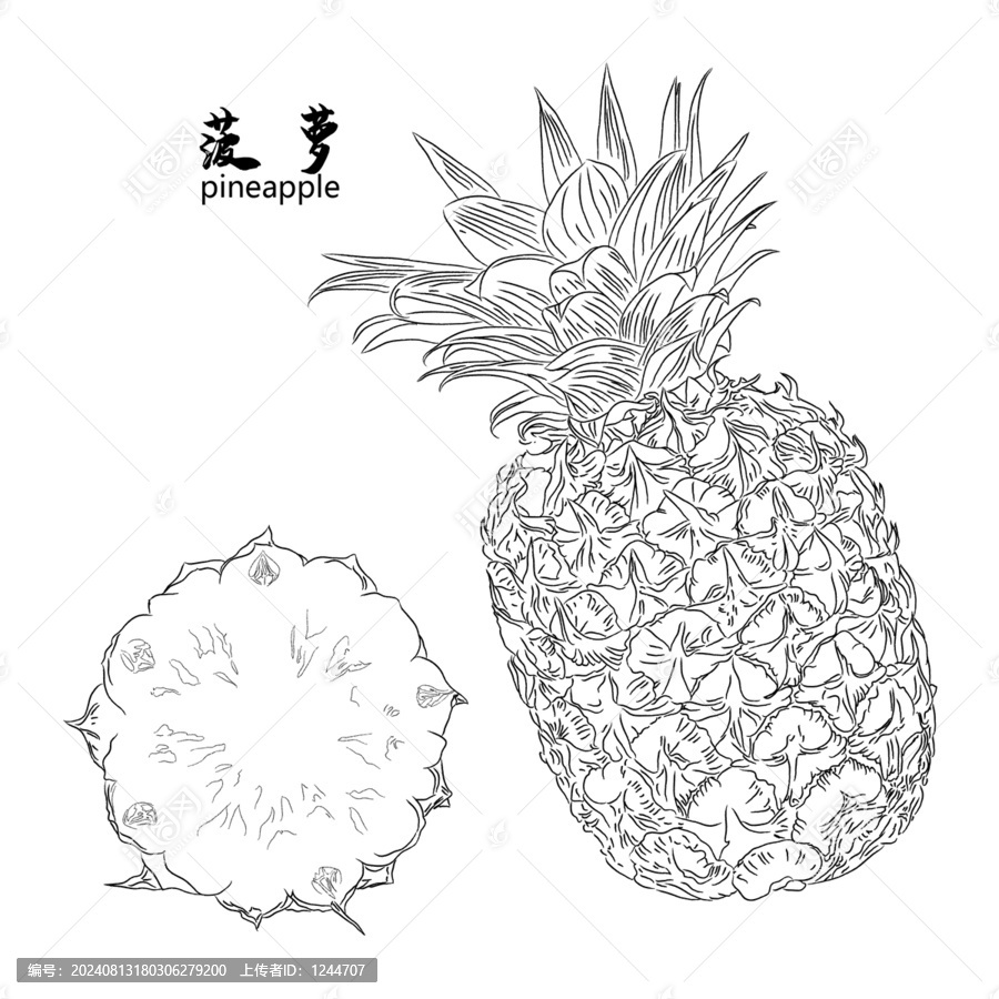 菠蘿線稿
