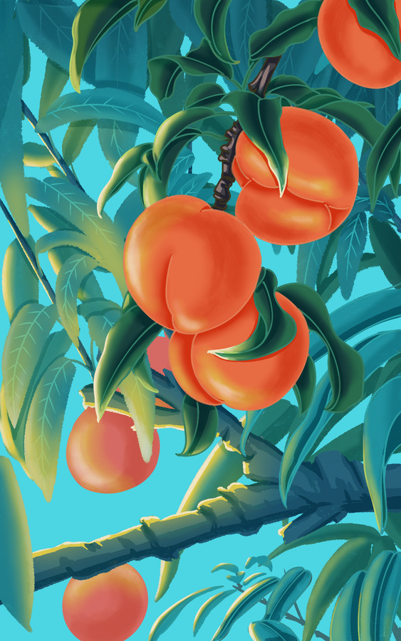 水蜜桃桃子水果插畫(huà)