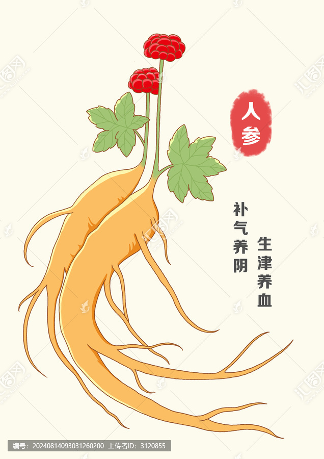 國潮國風(fēng)人參西洋參藥材手繪插畫