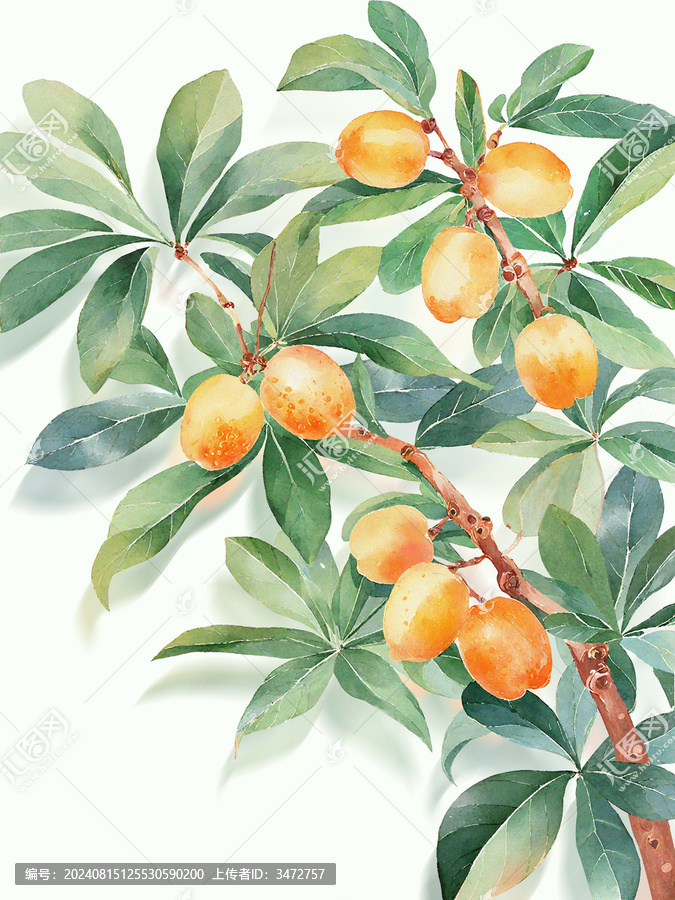 枇杷樹(shù)