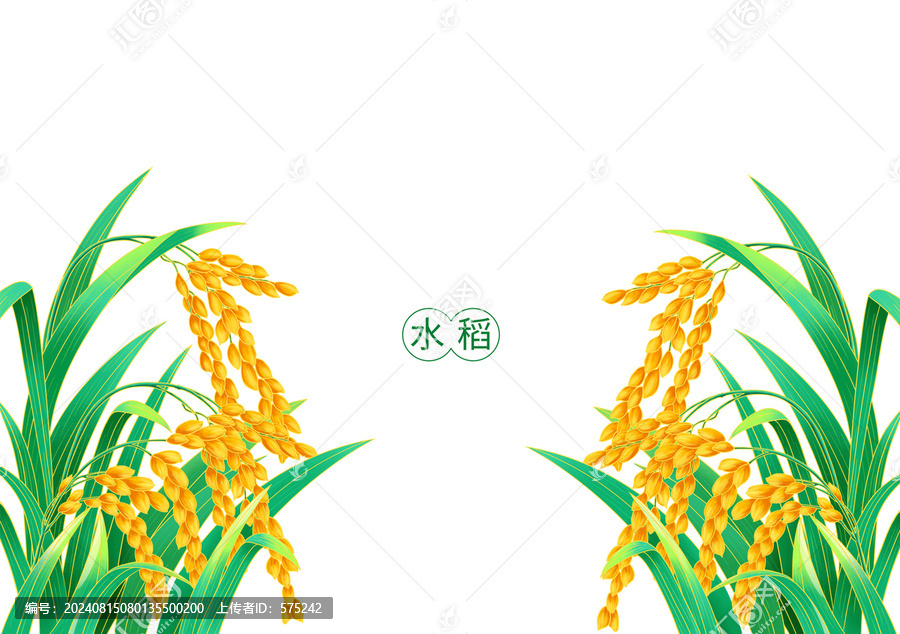 手繪水稻