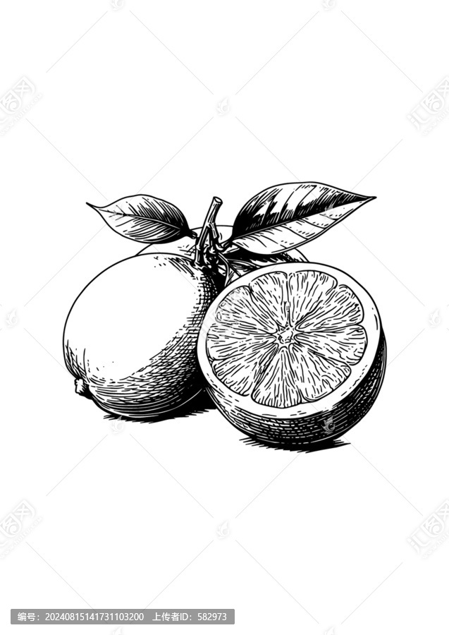 橘子橙子矢量插畫