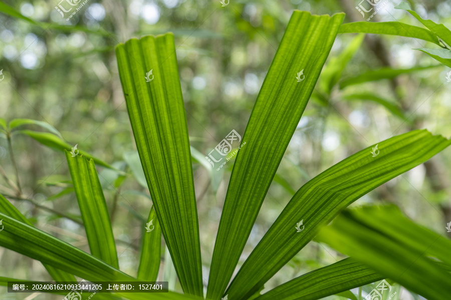 野生棕竹