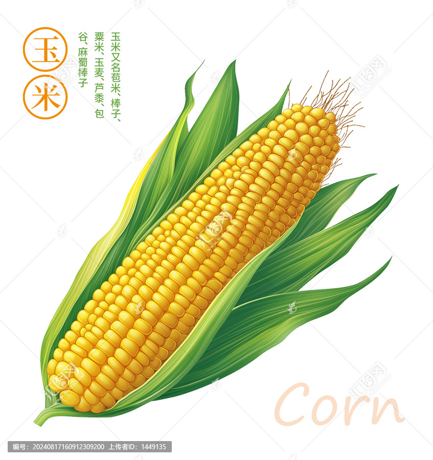 玉米插畫