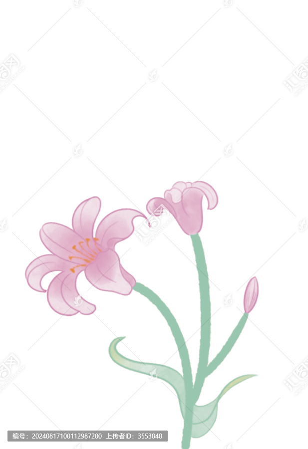 郁金香
