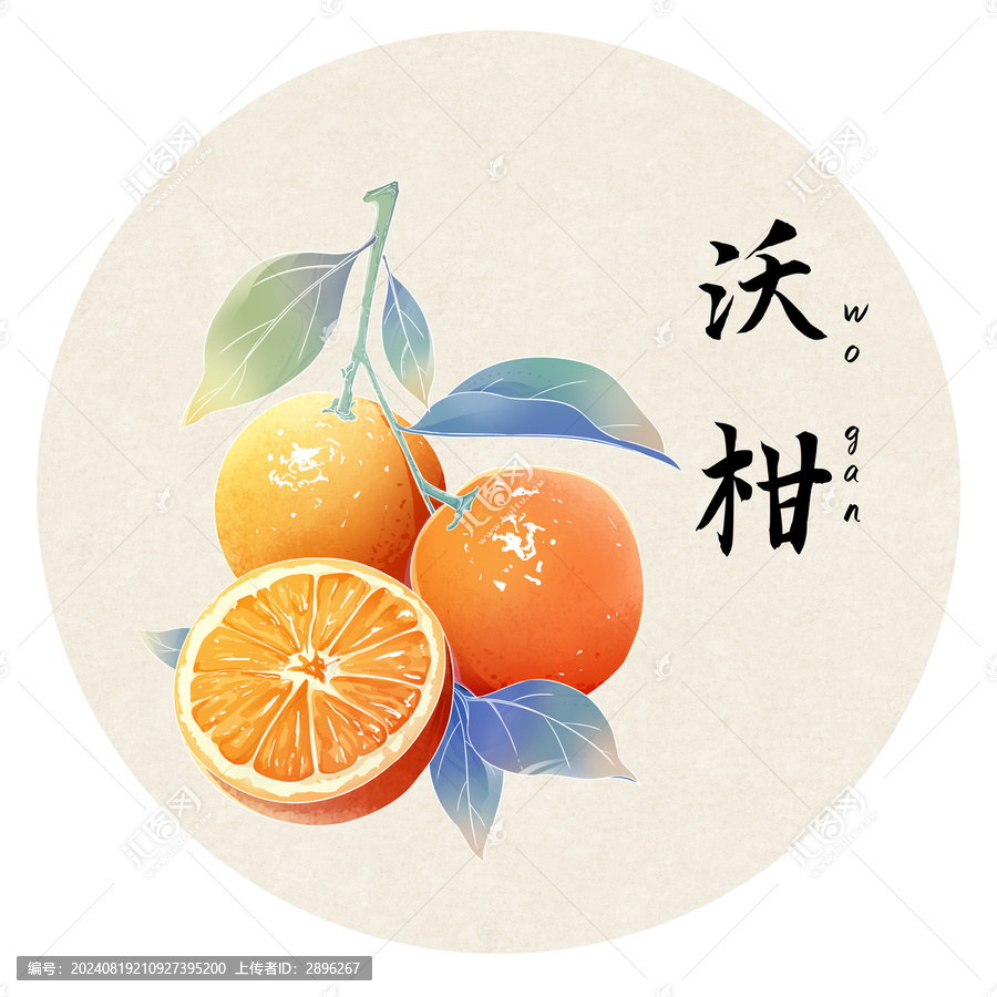 手繪水果沃柑插畫