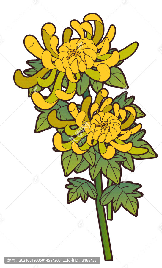 秋天菊花