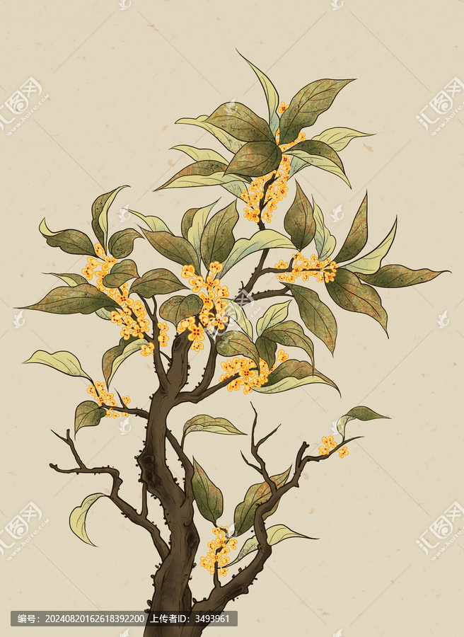 桂花樹月桂桂花素材