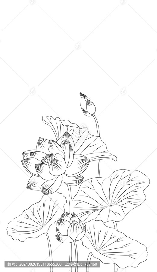 白描線稿荷花荷葉