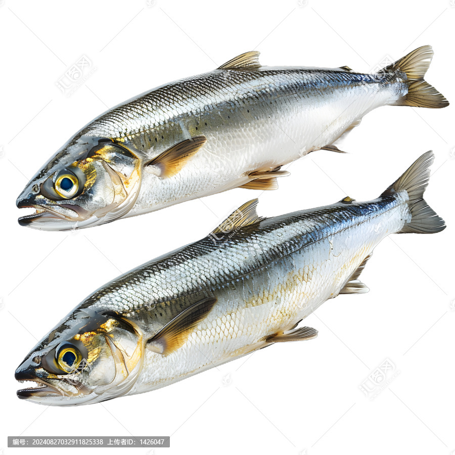 [免摳素材]兩條魚并排擺放在白色背景上