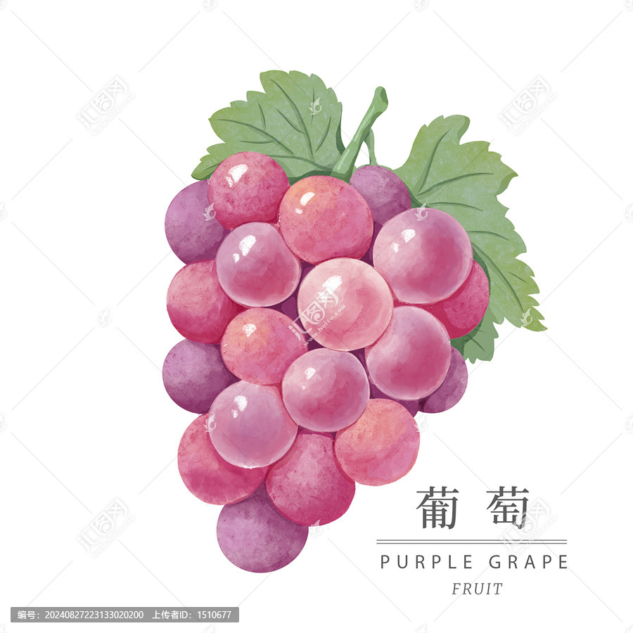 手繪水果水彩葡萄包裝插畫