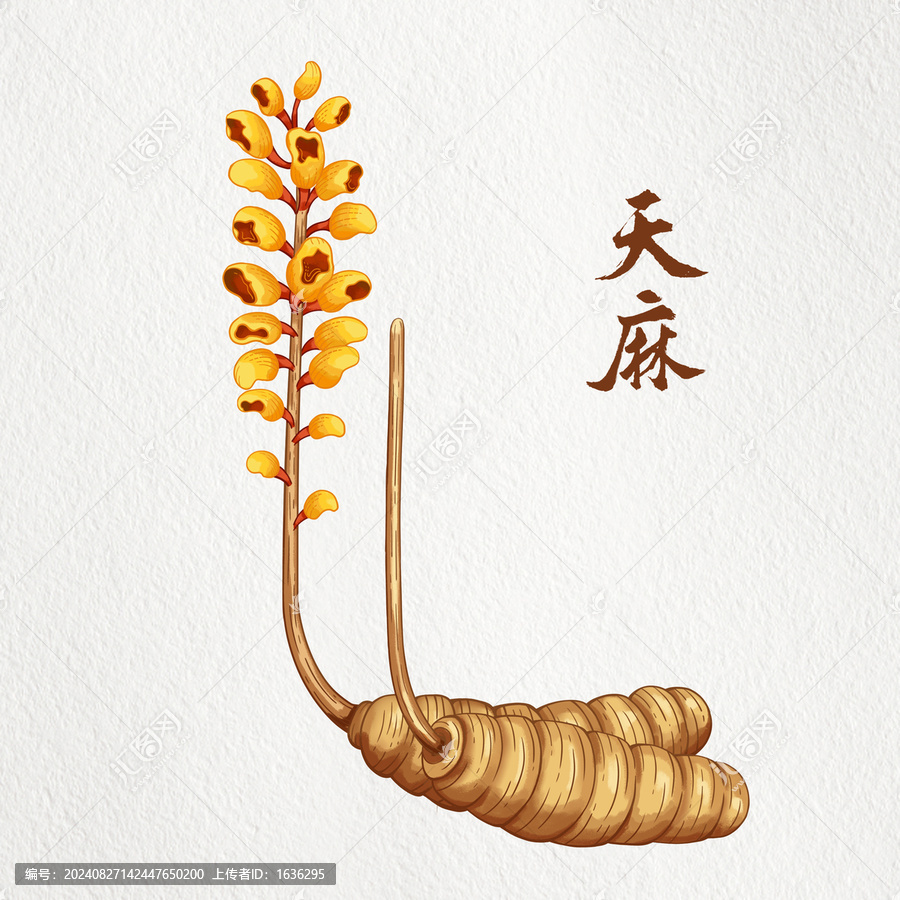天麻插畫