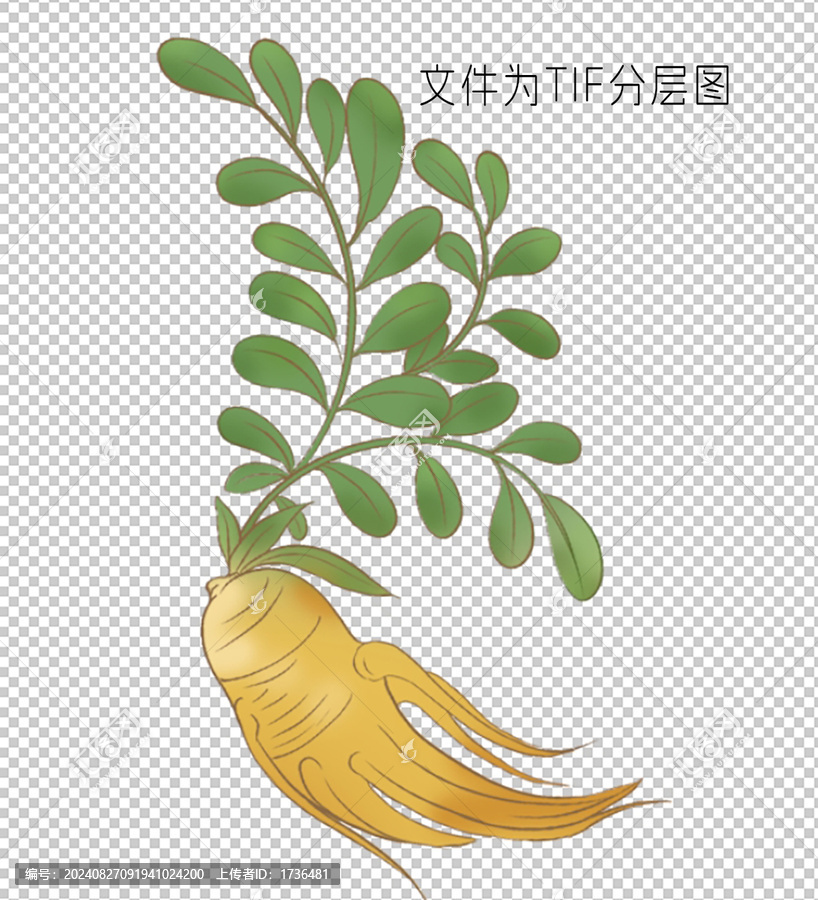 黃芪