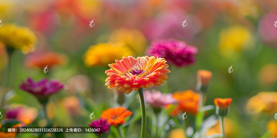 粉色和黃色雛菊特寫