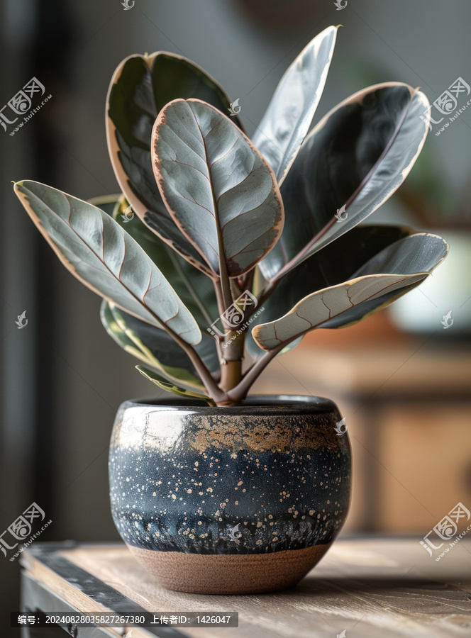 橡膠樹盆栽