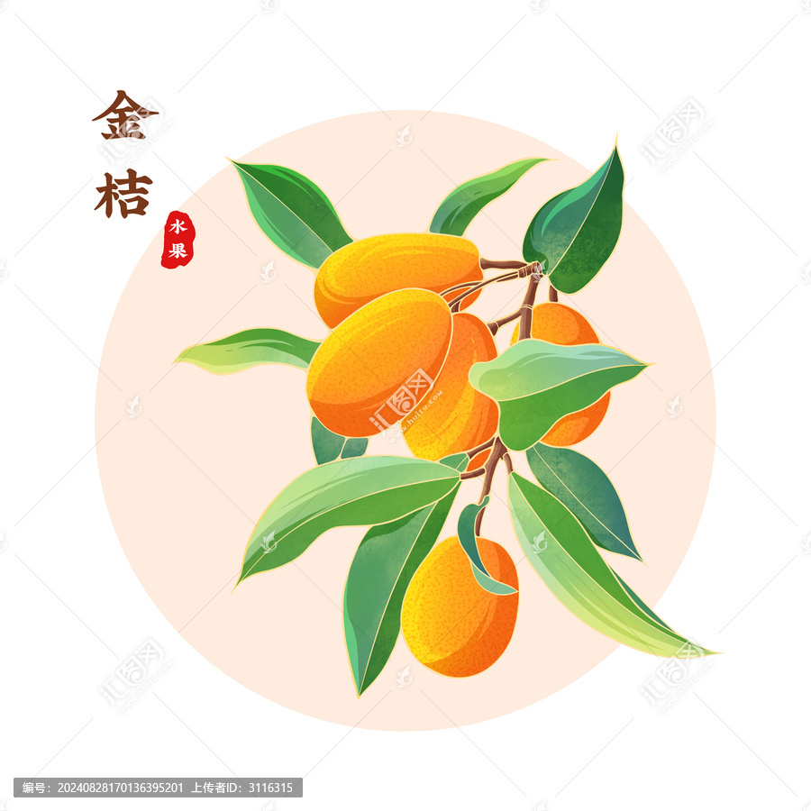 金桔插畫