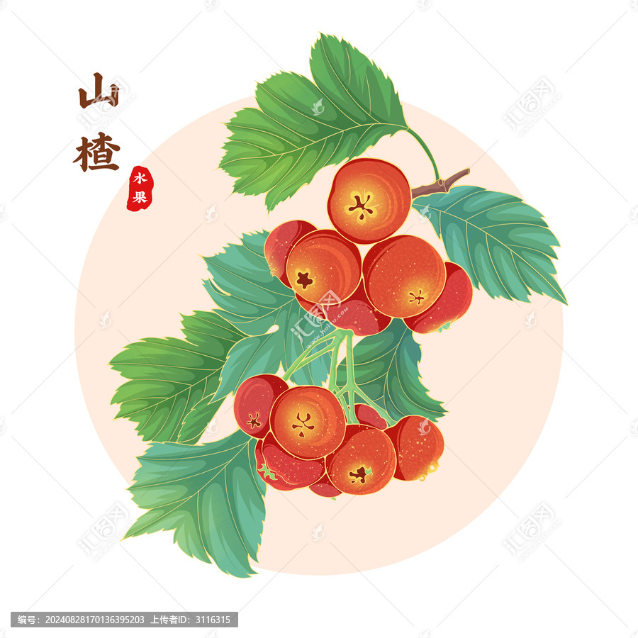 山楂插畫