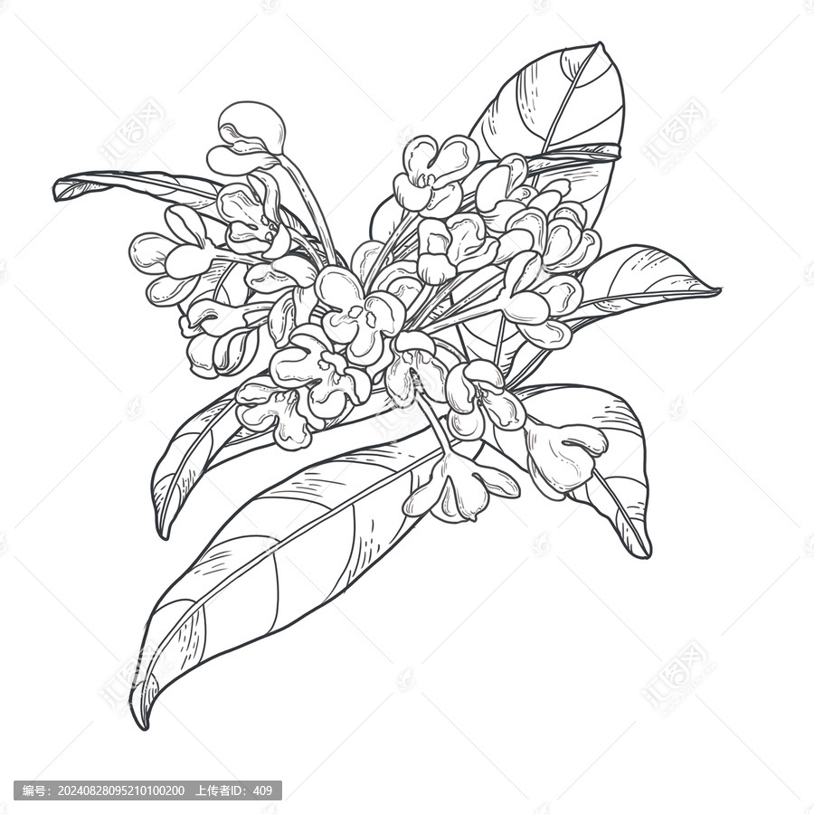 桂花線稿